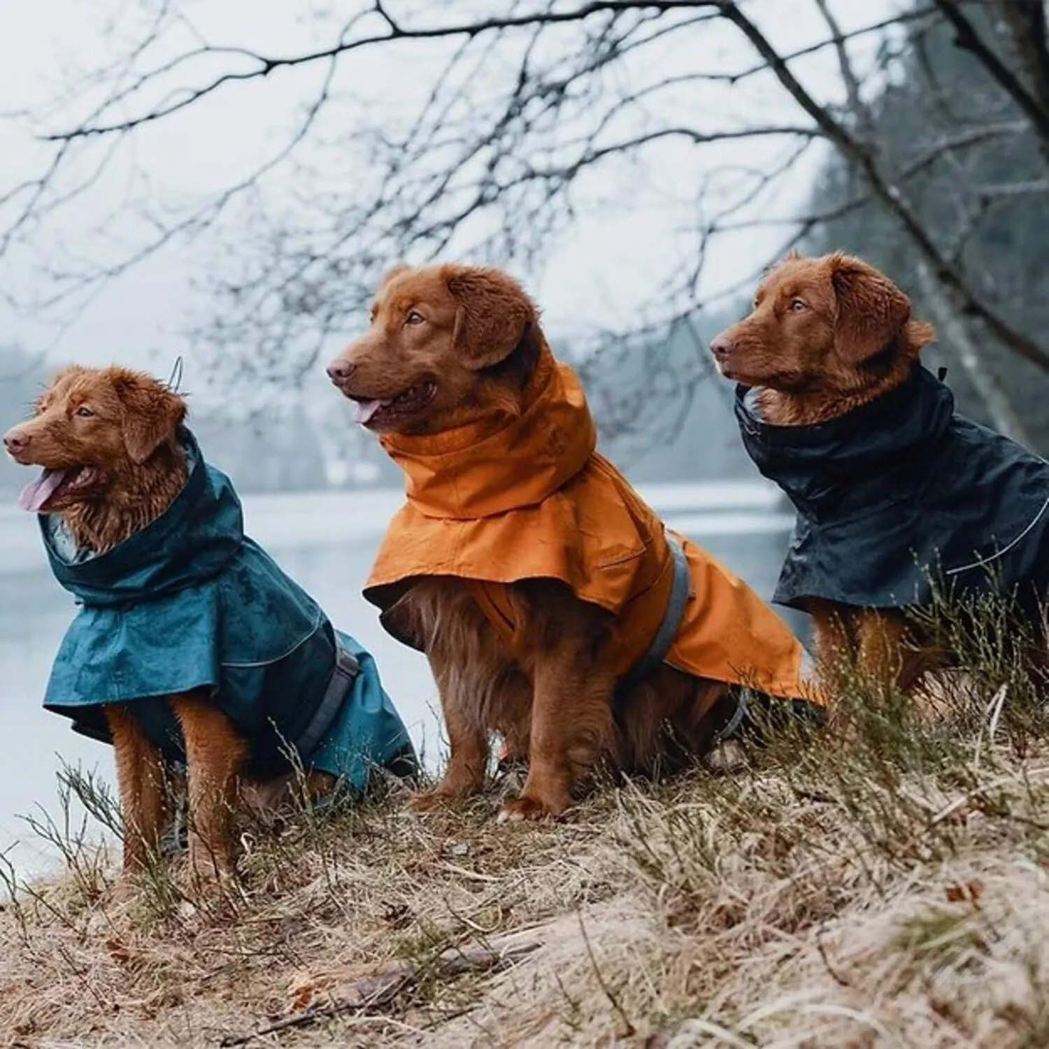 Hurtta Monsoon Coat, Dog Raincoat, Bilberry, 22 in
