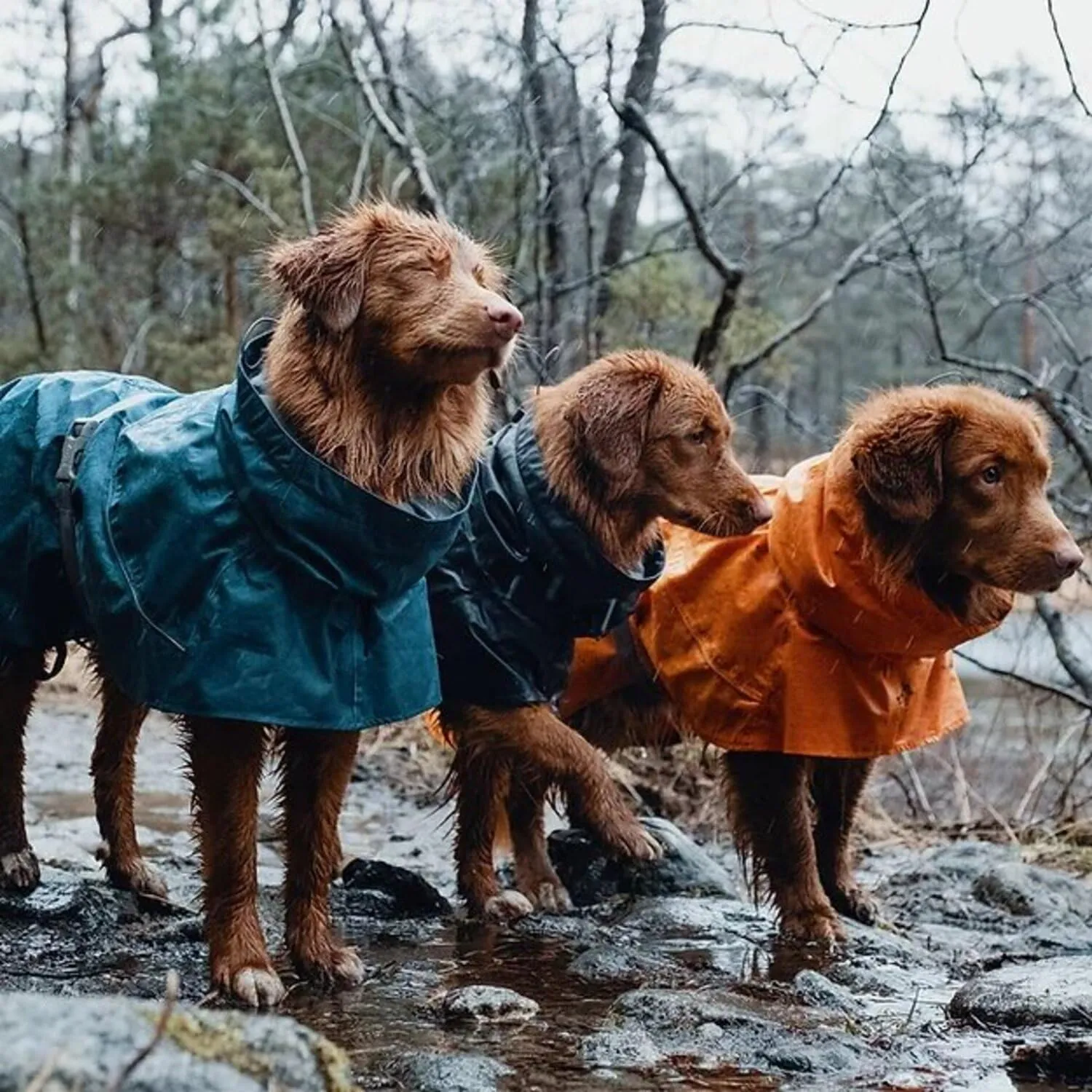 Hurtta Monsoon Coat, Dog Raincoat, Bilberry, 22 in