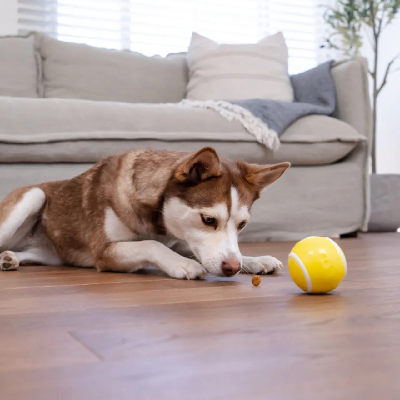 Outward Hound Orbee-Tuff Tennis Ball