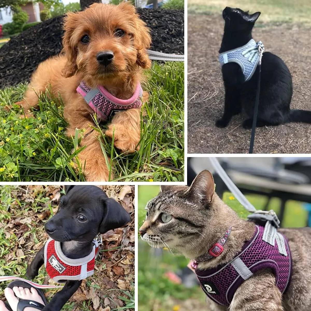 Pet Harness with Leash Universal Escape Proof Dog Cat Harness Adjustable Reflective Step-in Design for Small and Medium Dogs Soft Mesh No Pull No Choke Comfort Fit Black, XS
